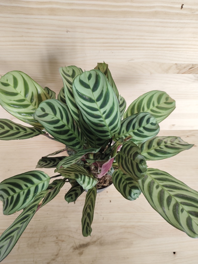 Calathea 1
