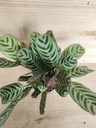 Calathea 1