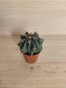 Cactus B