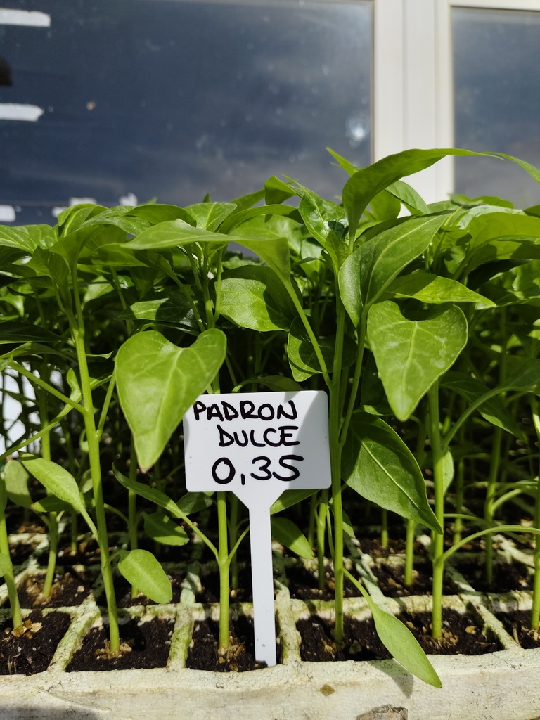 Pimiento padrón