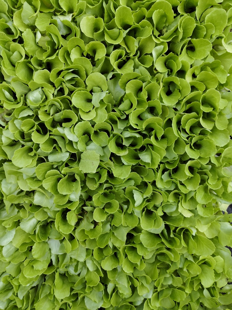 Lechuga lisa