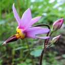 Dodecatheon meadia 'Aphrodite'