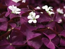 Oxalis triangularis 'Burgundy Wine'