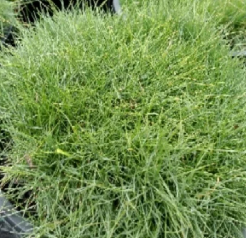 Zoysia tenuifolia