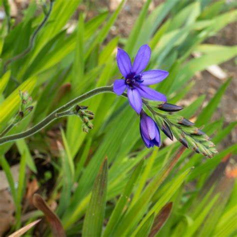 Babiana stricta