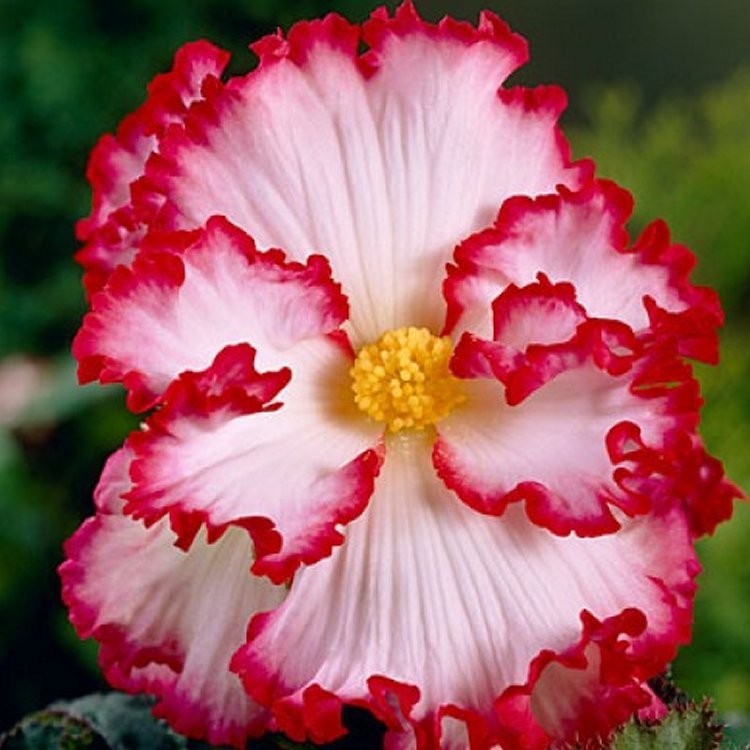 Begonia 'Crispa Marginata'