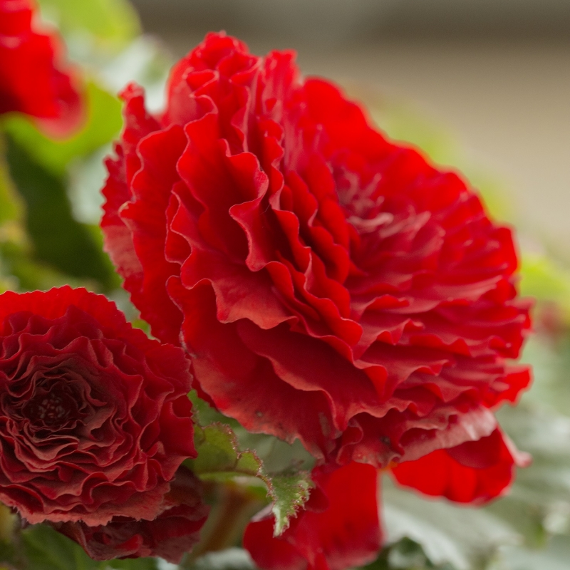 Begonia dubbel