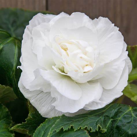 Begonia Dubbel Wit