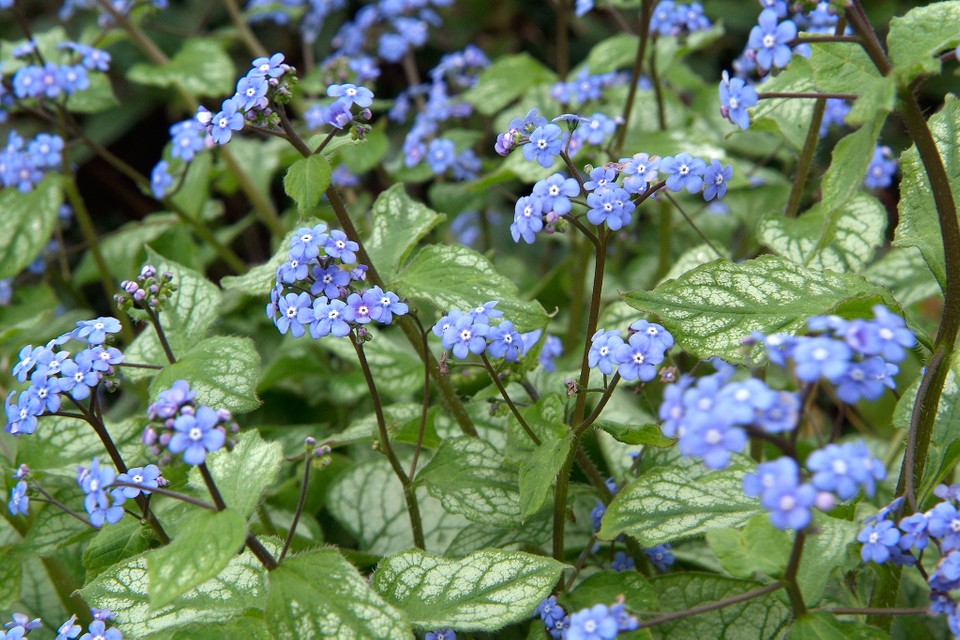 Brunnera Macrophylla