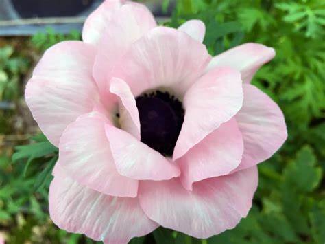 Anemome coronaria Mistral 'Rosa Chiaro'