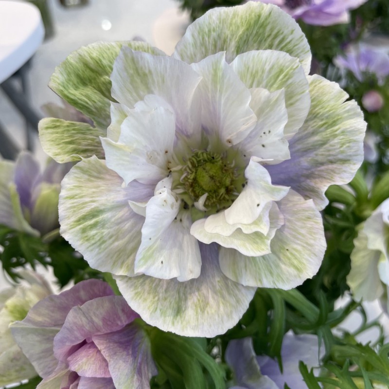 Anemome coronaria Mistral 'Pale'
