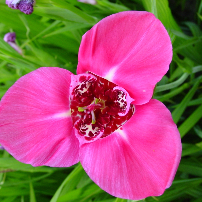 Tigridia Pavonia Lilacea
