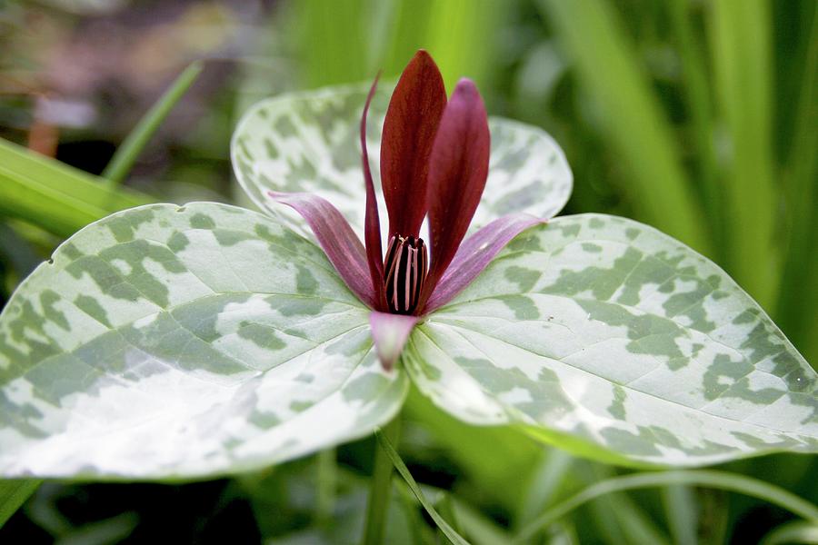 Trillium Cuneatum