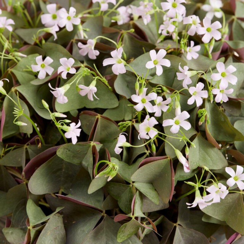 Oxalis Triangularis 'Sanne'