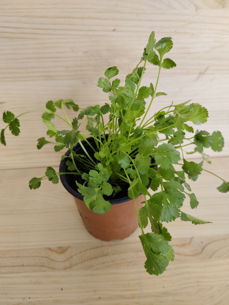Cilantro