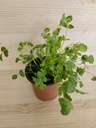 Cilantro