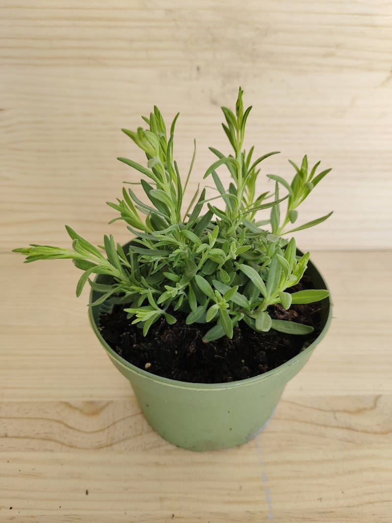 Lavanda