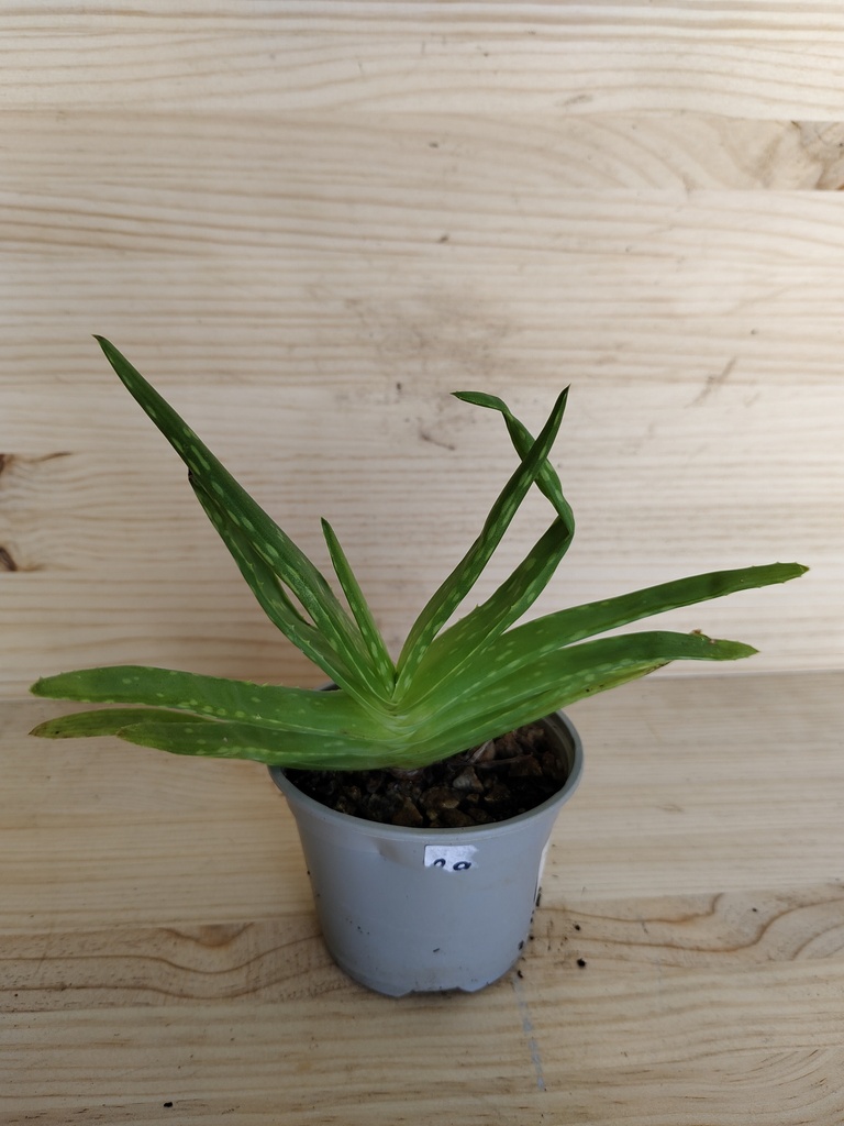Aloe Vera mini