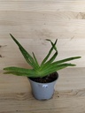 Aloe Vera mini