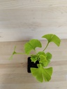 Gincko Biloba