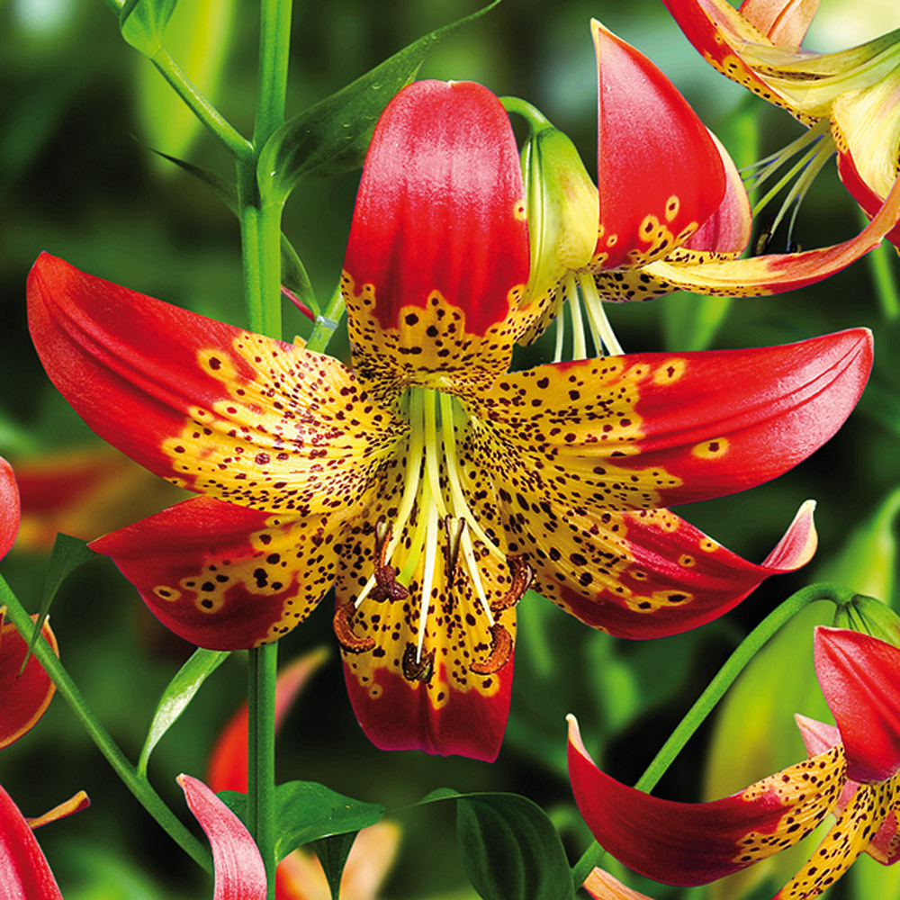 Lilium Fusion