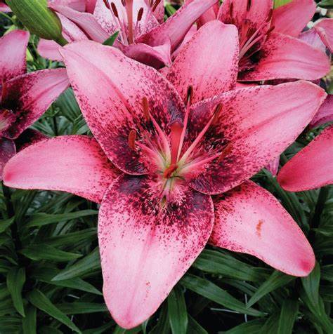 Lilium Purple Dream