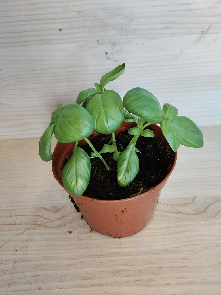 Albahaca