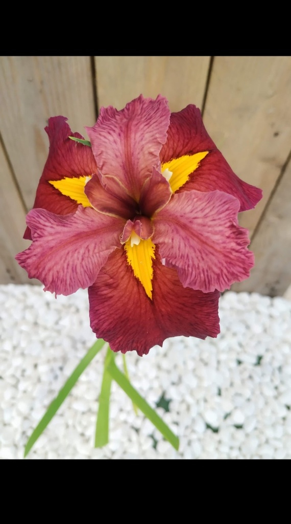 Iris ann chowning