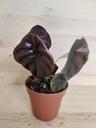 Alocasia red secret