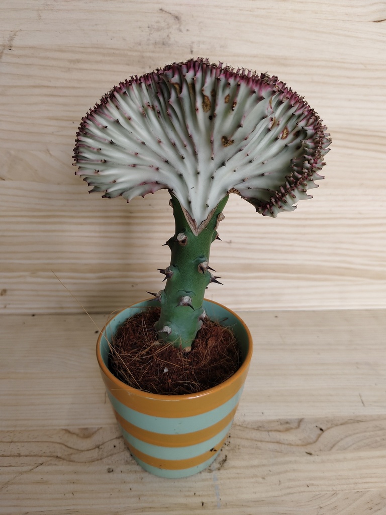 Euphorbia lactea
