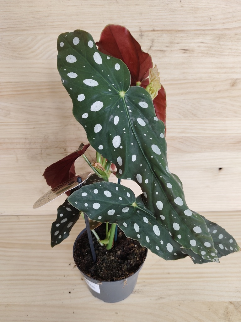 Begonia Maculata