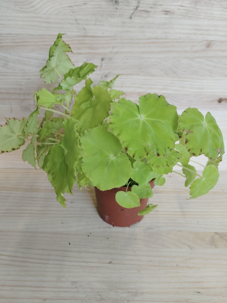 Begonia rex