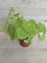 Begonia rex