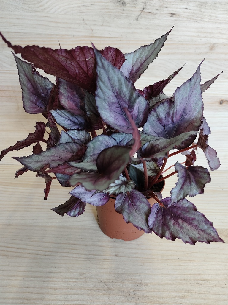 Begonia Rex rosada