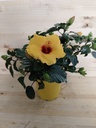 Hibiscus amarillo