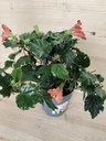 Hibiscus naranja