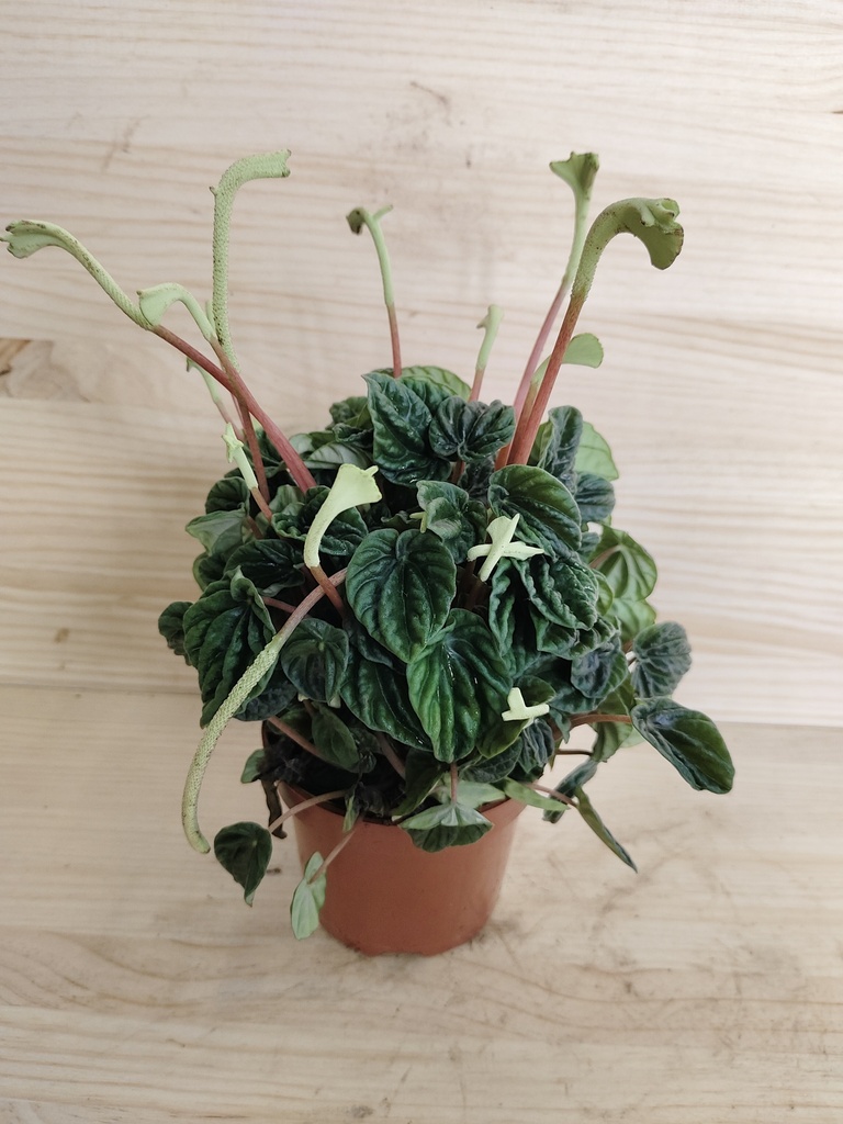 Peperomia Lilian