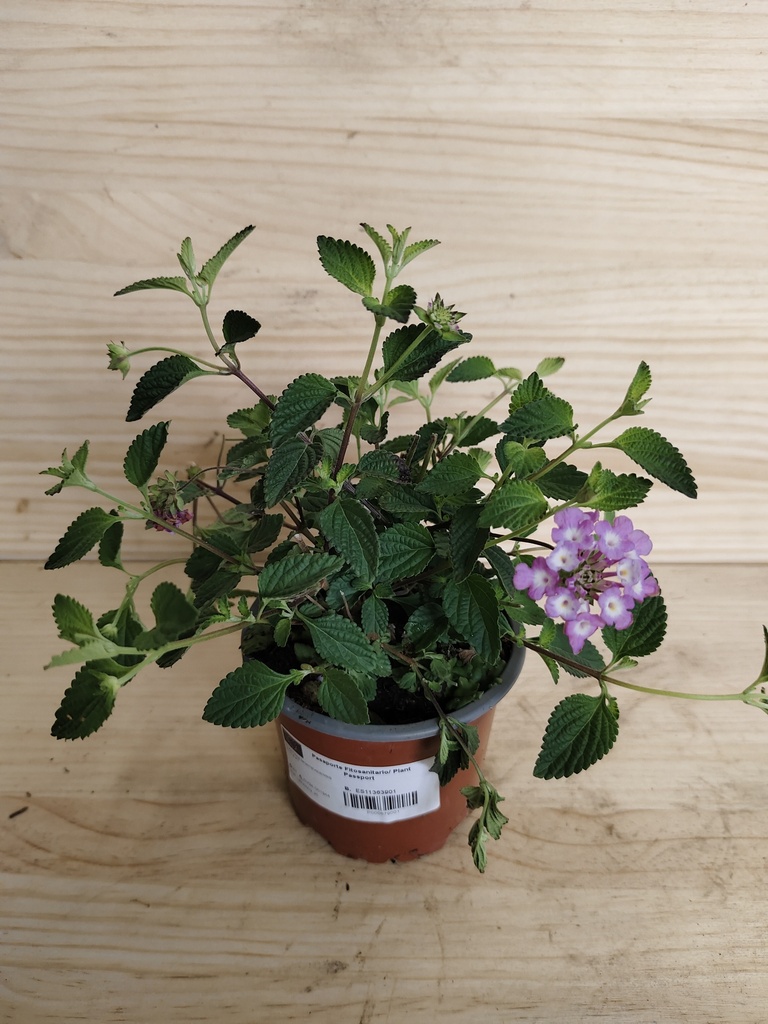 Lantana montevidensis