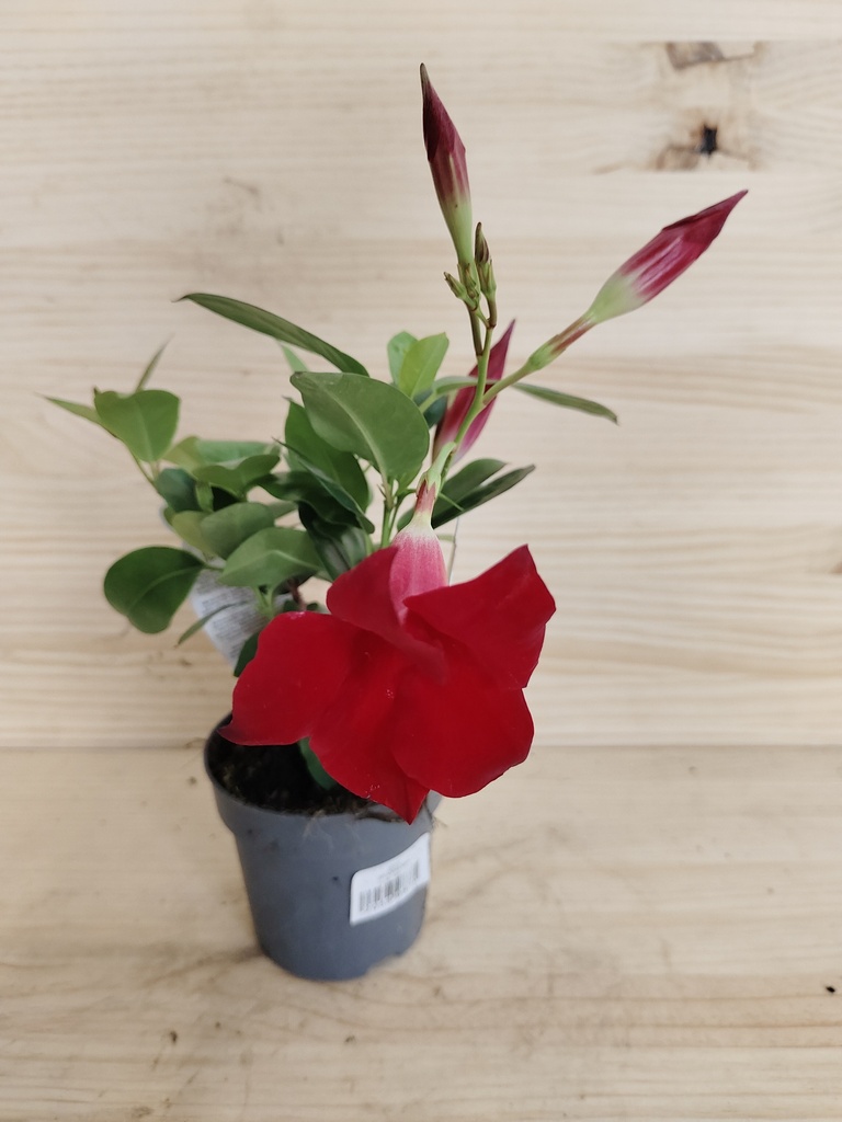 Dipladenia roja