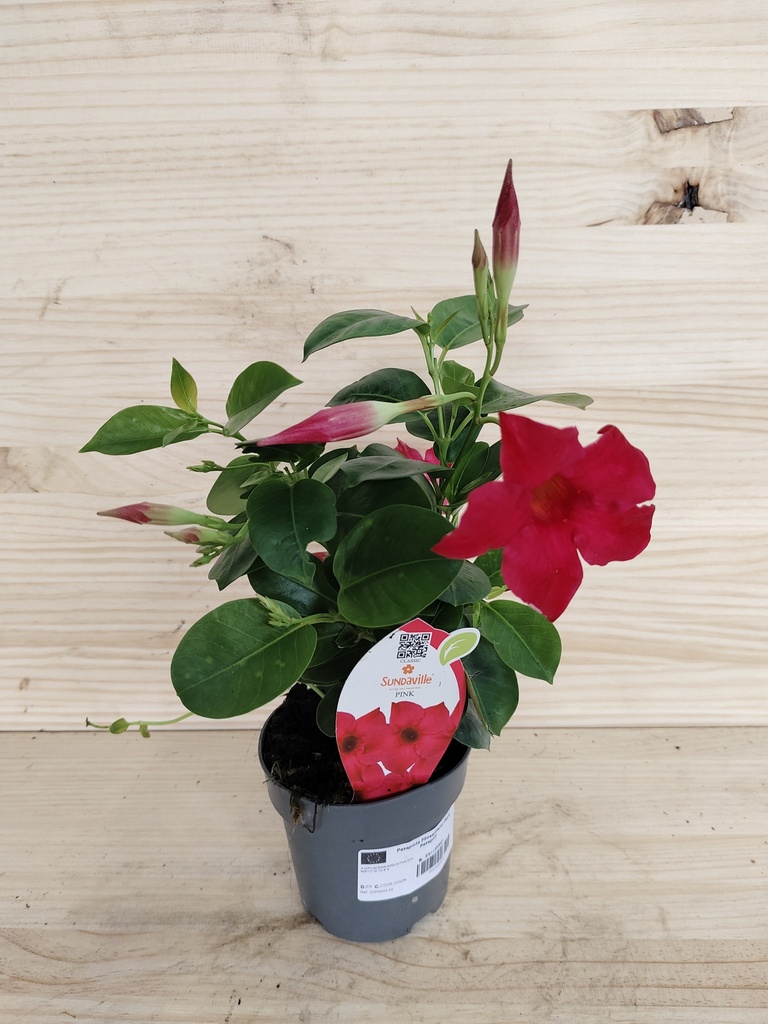 Dipladenia fucsia