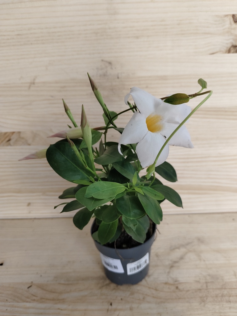 Dipladenia blanca