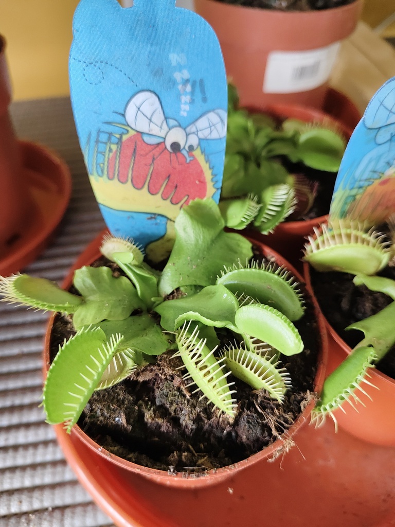 Planta carnívora Dionaea Muscipula
