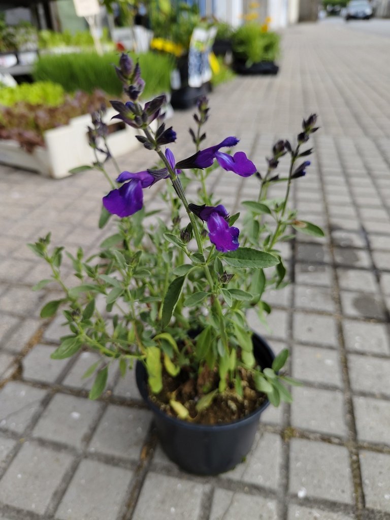 Salvia morada