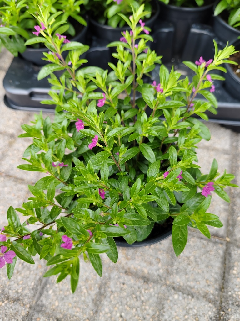 Cuphea morada