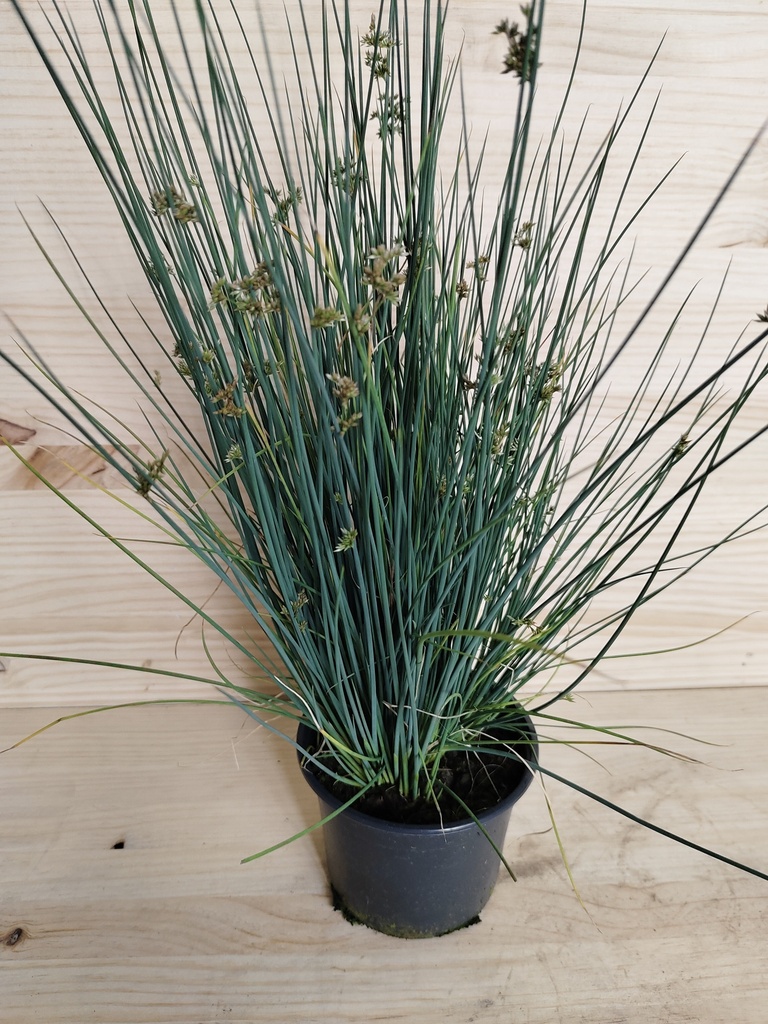 Juncus Blue Dart