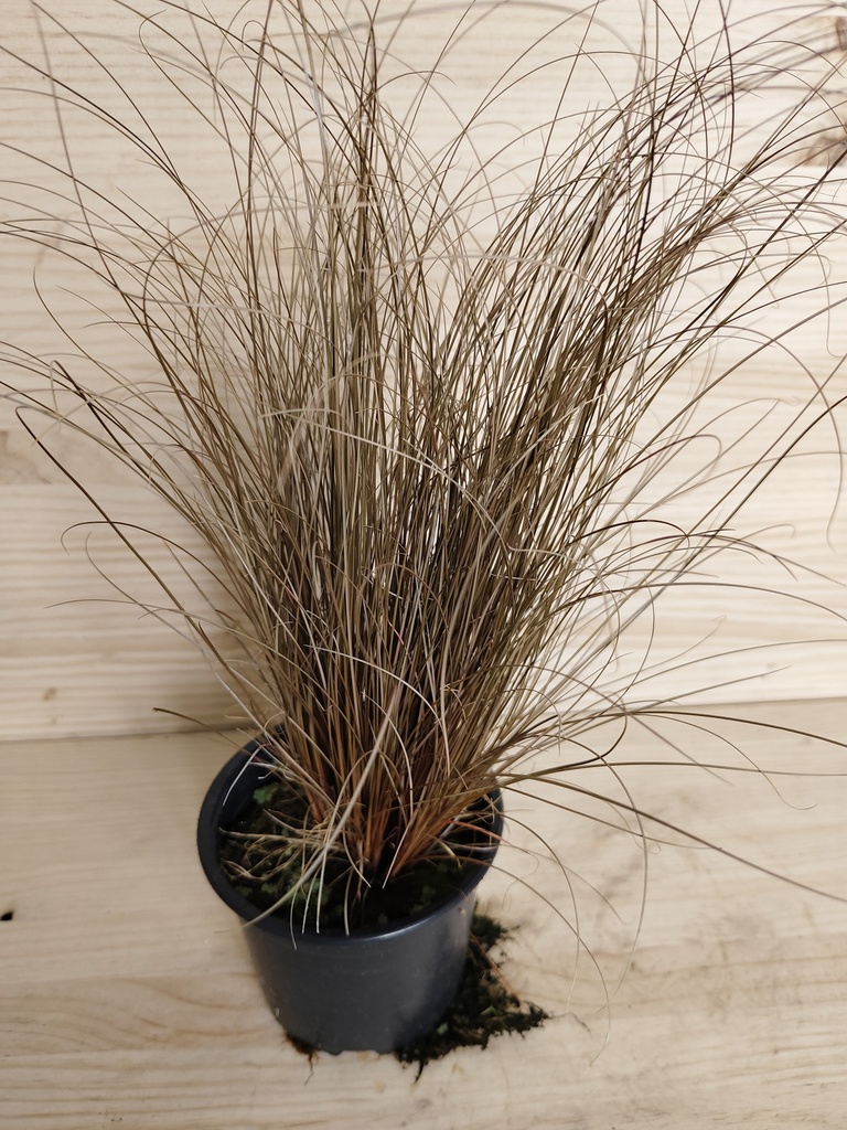 Carex comans