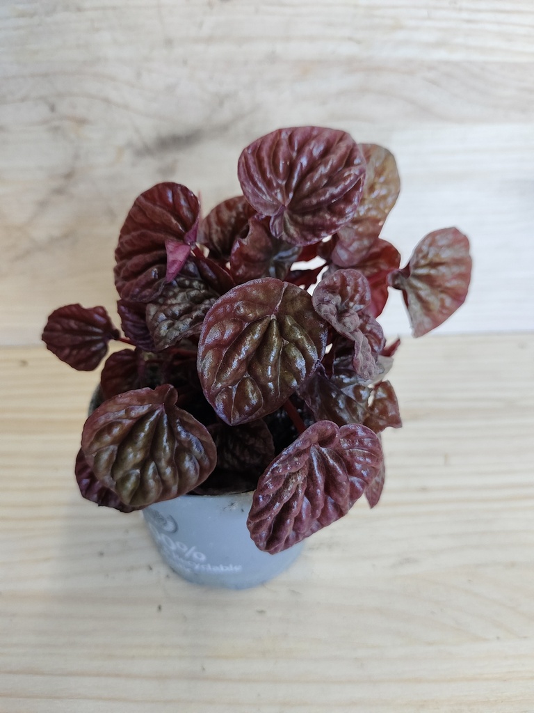 Peperomia Quito