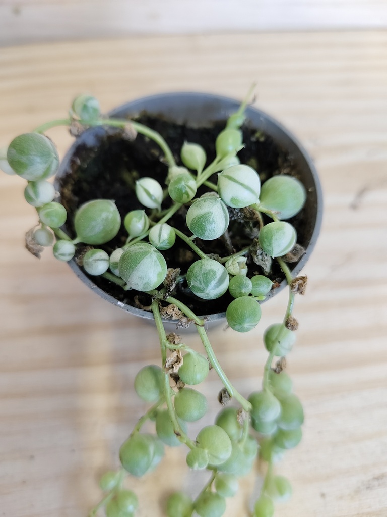 Senecio variegata