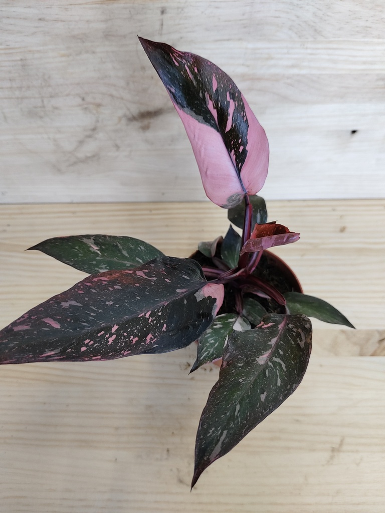 Philodendron Pink princess