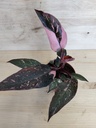 Philodendron Pink princess